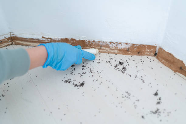 Trusted North Ogden, UT Pest Control Experts